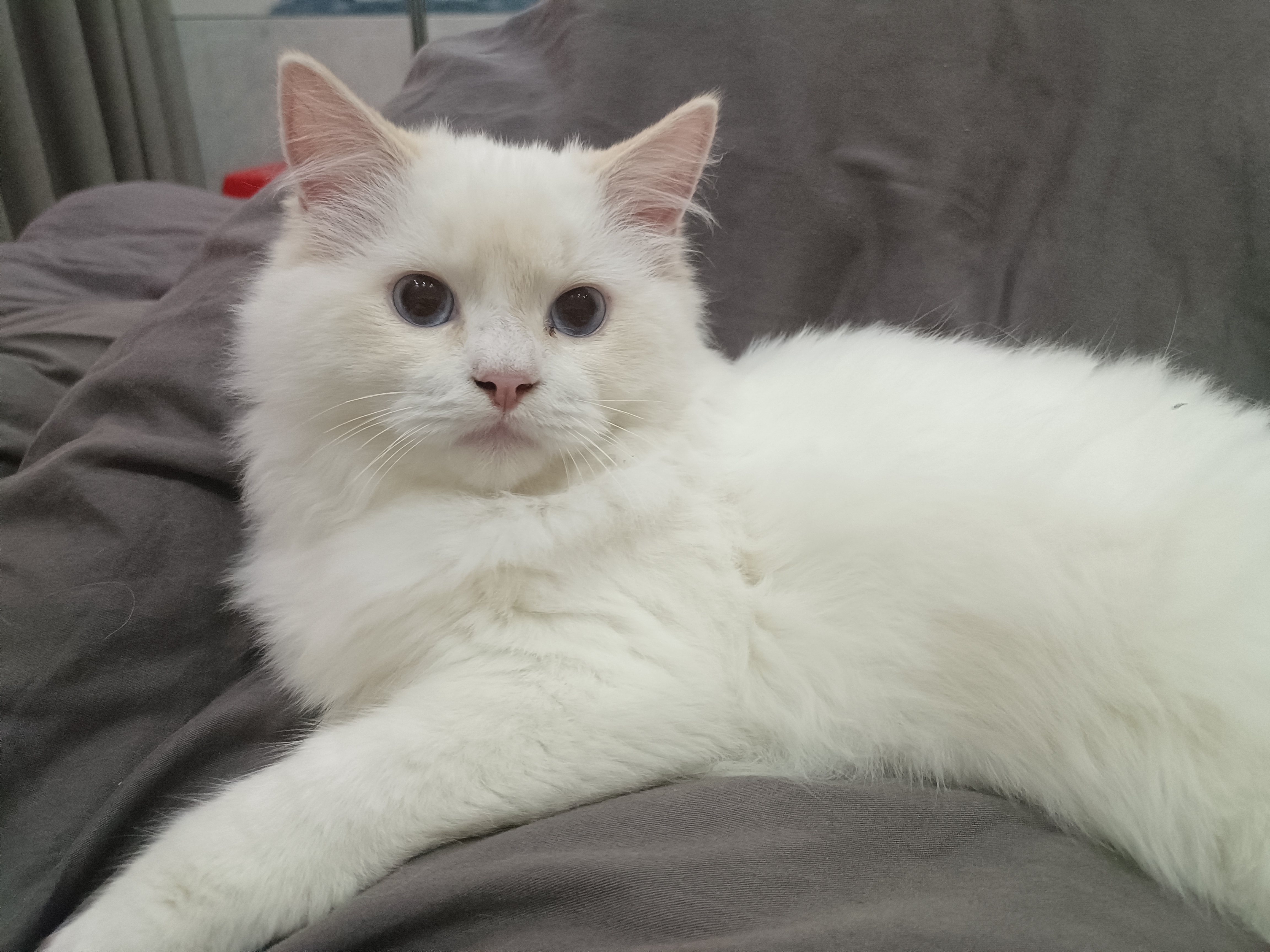 纯种火焰色布偶